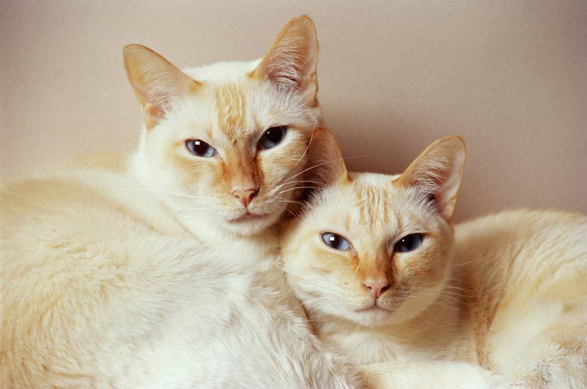  Two low-maintenance cats cuddling. 