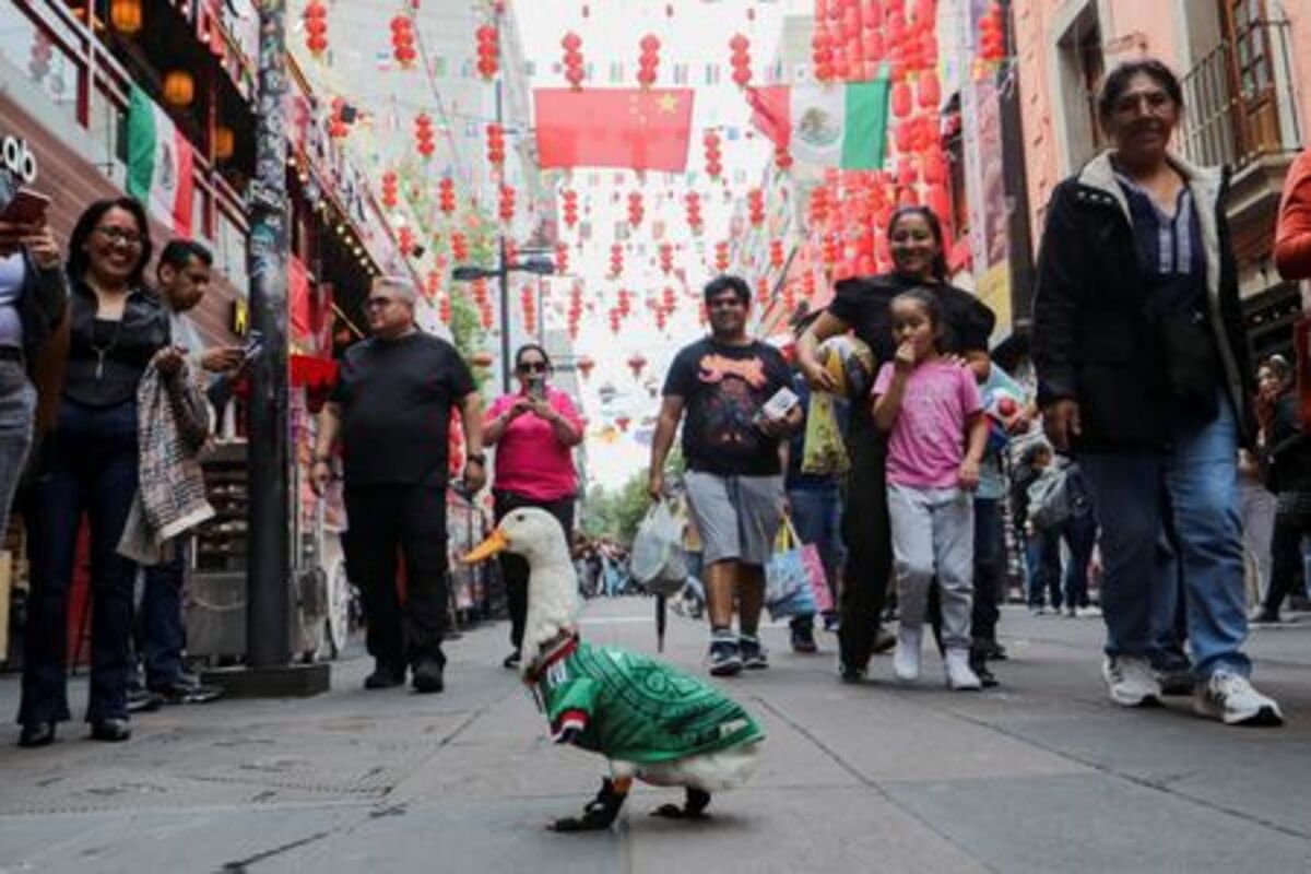 Merlin, a duck wearing a Mexico national football team ('El Tri') jersey, that shot to fame after a chance encounter on Reforma Avenue went viral following the FIFA 2026 match between Mexico and South Africa, walks in Chinatown in Mexico City, Mexico, June 16, 2026. REUTERS/Paola Garcia