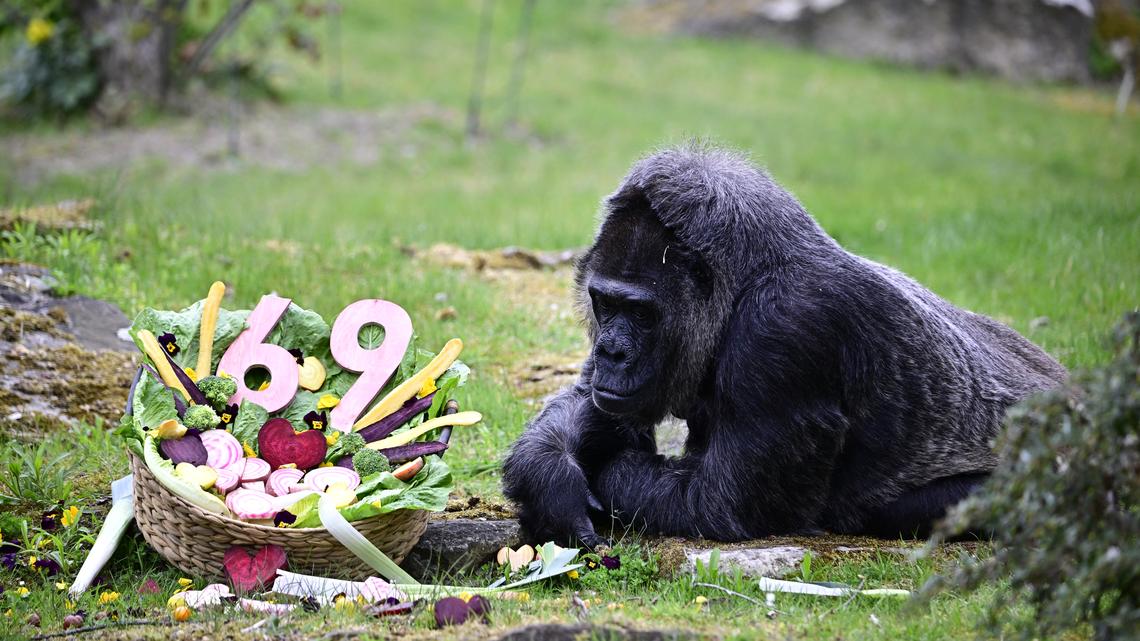 World’s Oldest Gorilla Celebrates 69th Birthday After More Than 65 Years at One Zoo