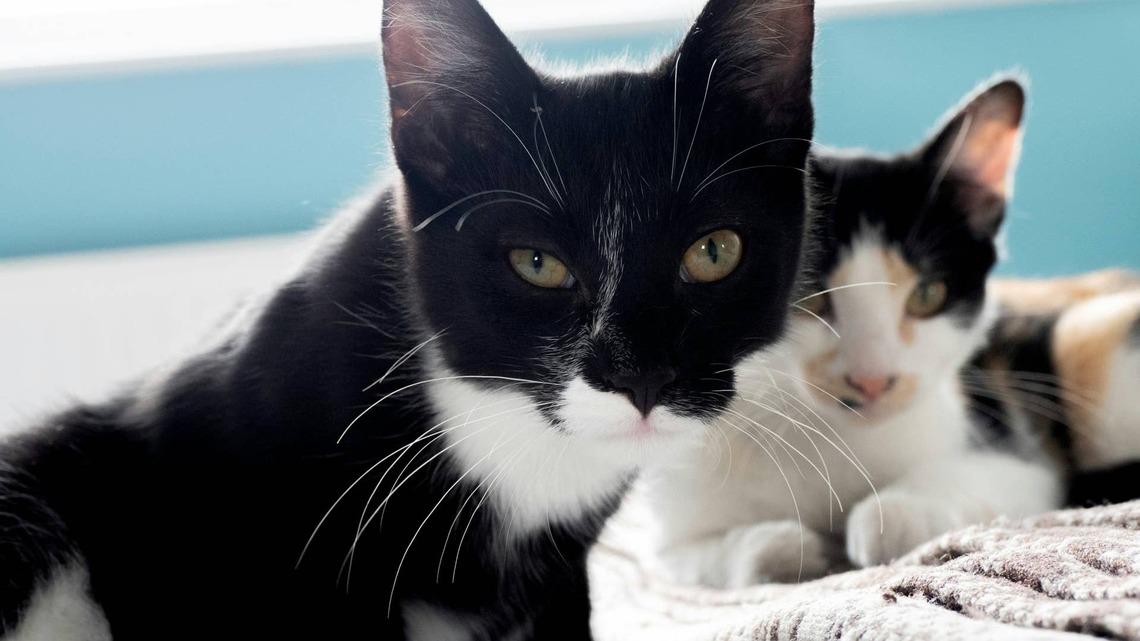 12-Year-Old Bonded Senior Cats Who Unexpectedly Lost Their Home Are 'Looking for a Safe Landing' 