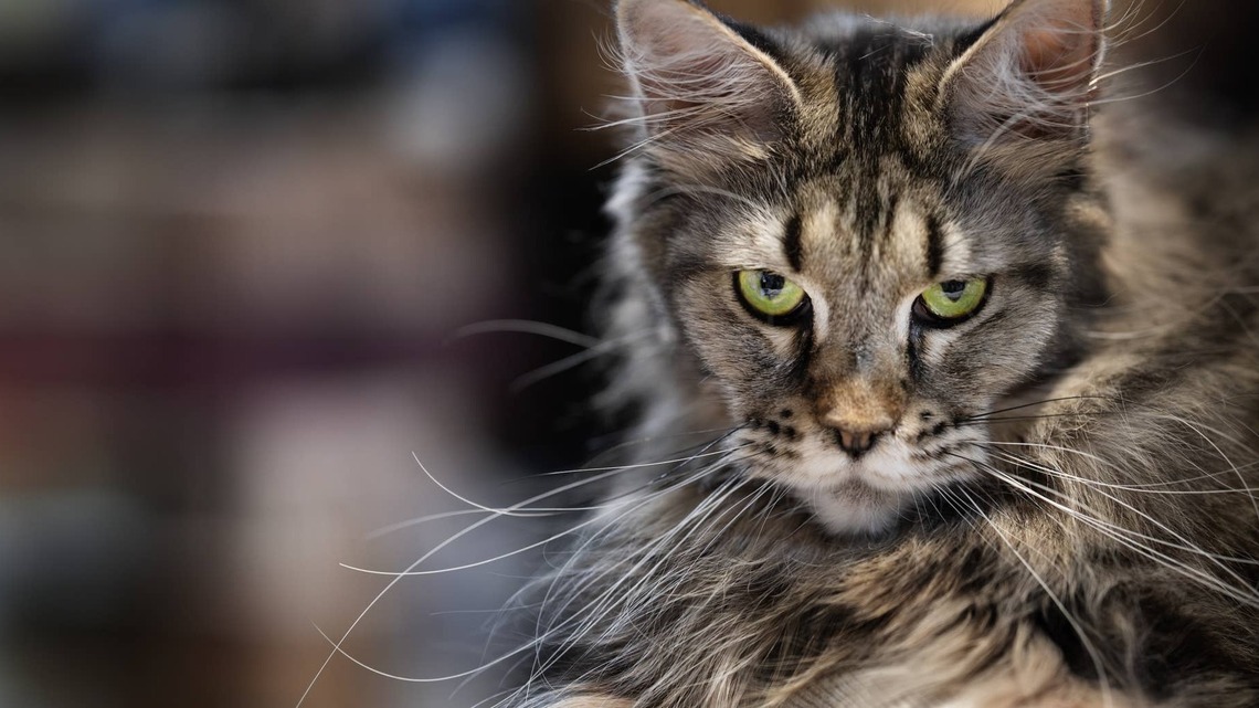 Big Maine Coon Cat Licks His Giant Paw Like a Furry Popsicle 