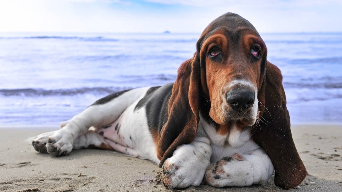 Basset Hound lying on sandy shoreline. 