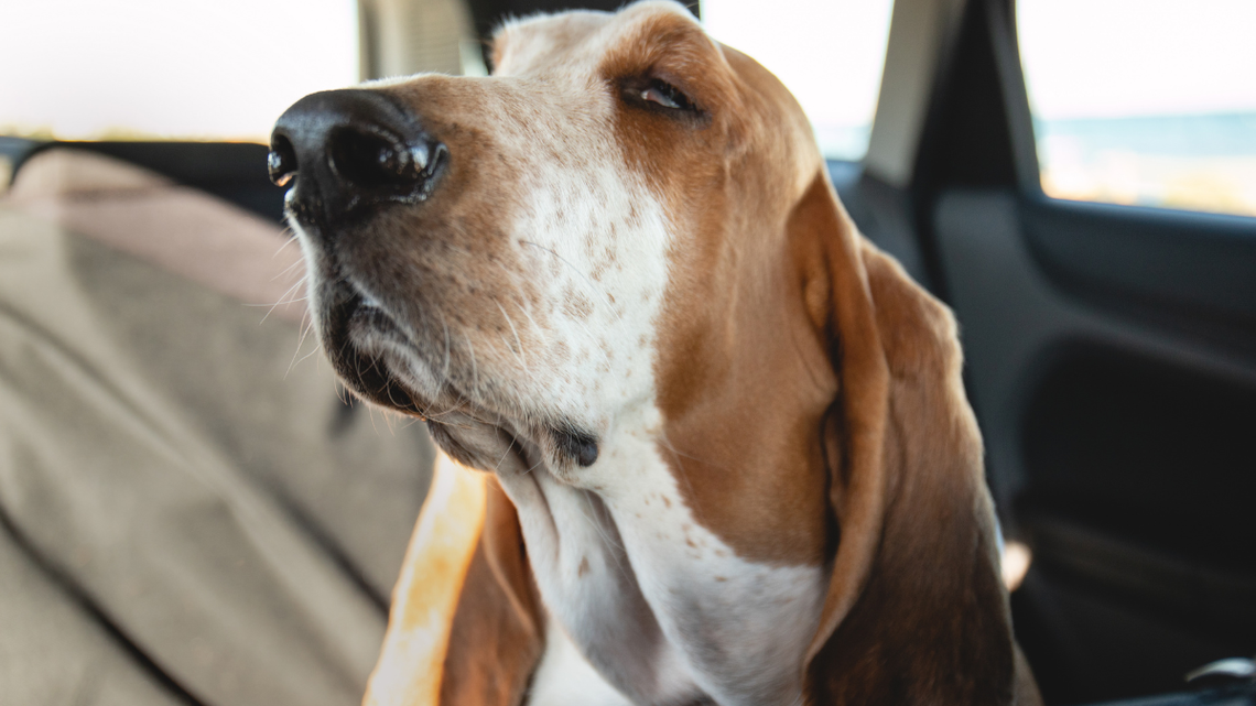 Basset Hounds' Dramatic Car Ride Reactions Turn Into a Full Conversation 