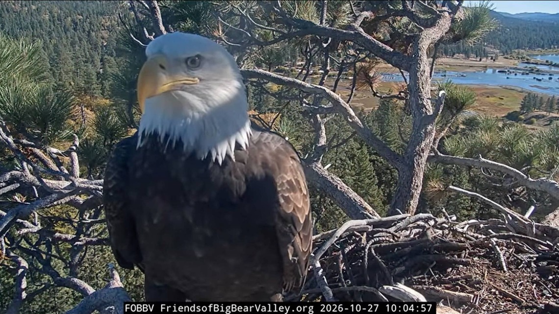 Mystery Bald Eagle Appears in Famous Nest After Beloved Eagle's Death-and Fans Have Questions 