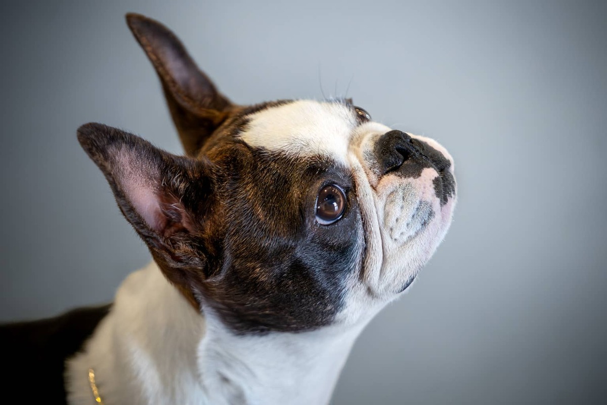 A close-up of a Teacup Boston Terrier.