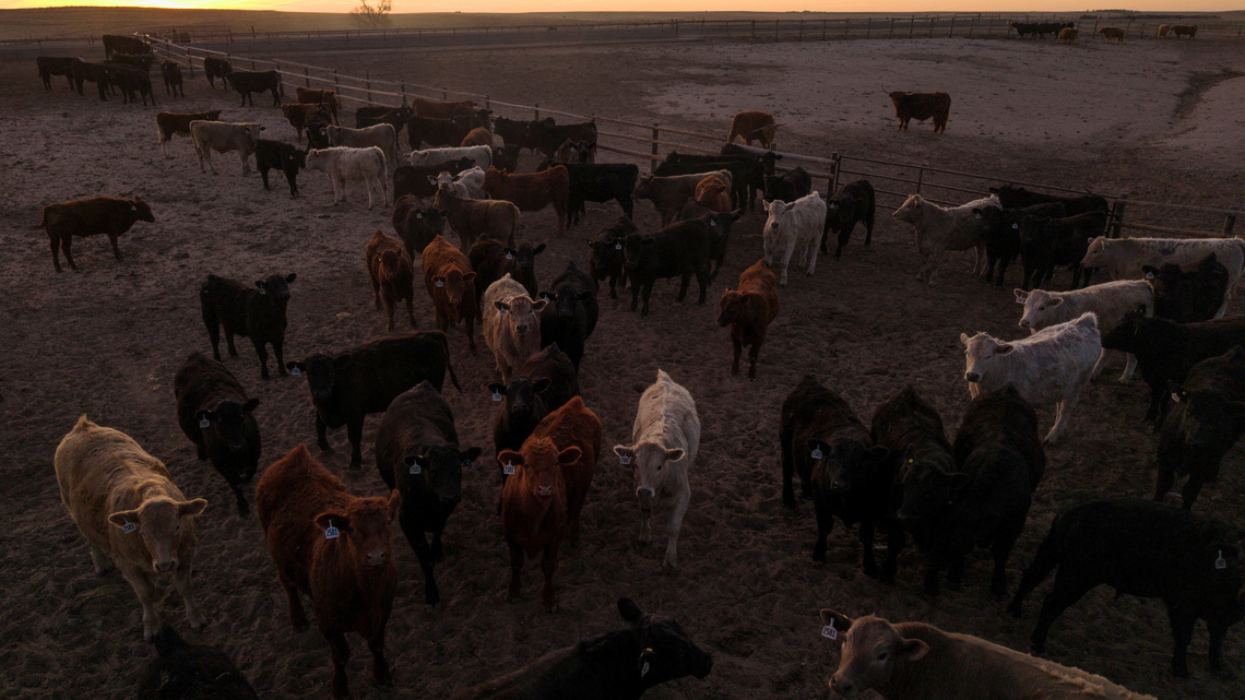 US immigration crackdown hits Kansas, disrupts beef processing