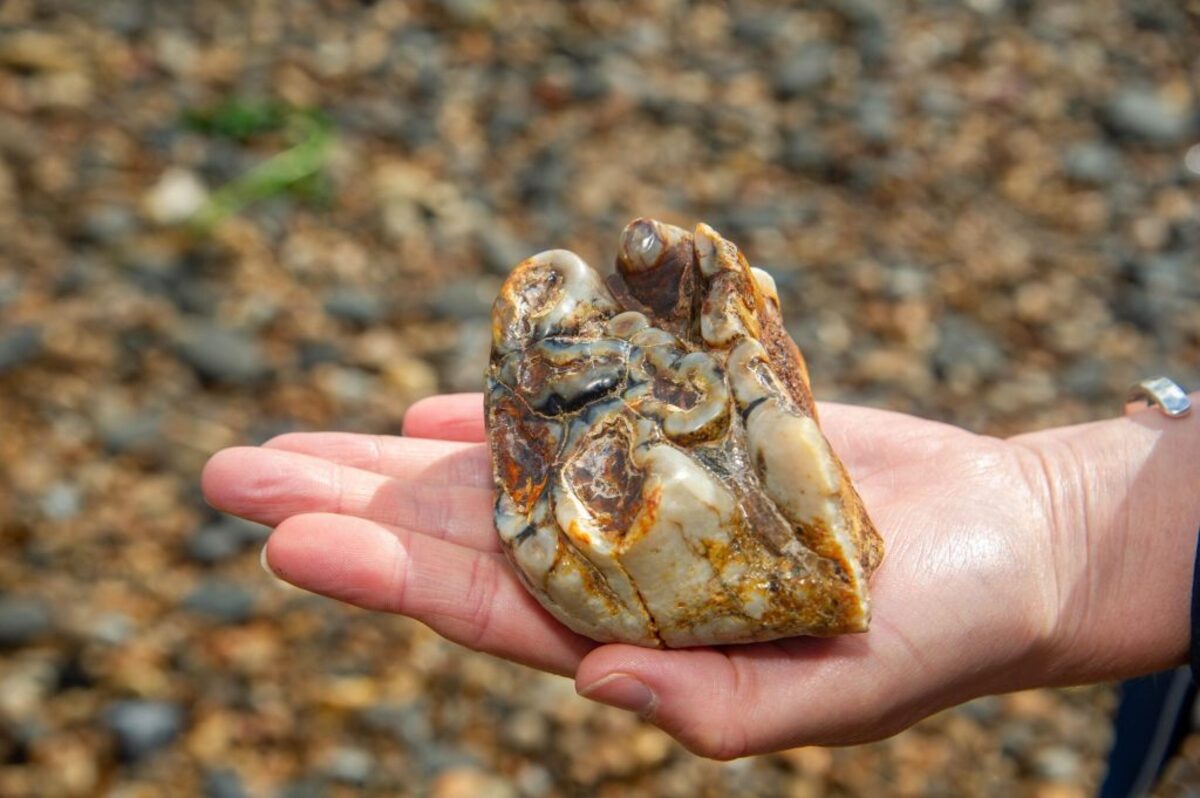  The upper left molar of an Anancus Avernensis. (Eastern Daily Press / Newsquest via SWNS) 