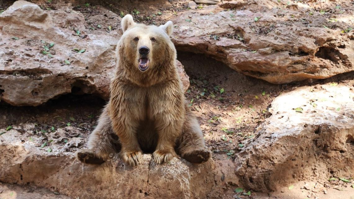 Bears Waking up From Hibernation Are All of Us Before We've Had Our Coffee 