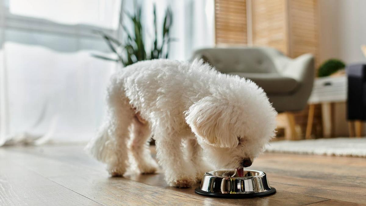 white dog eating from their bowl.