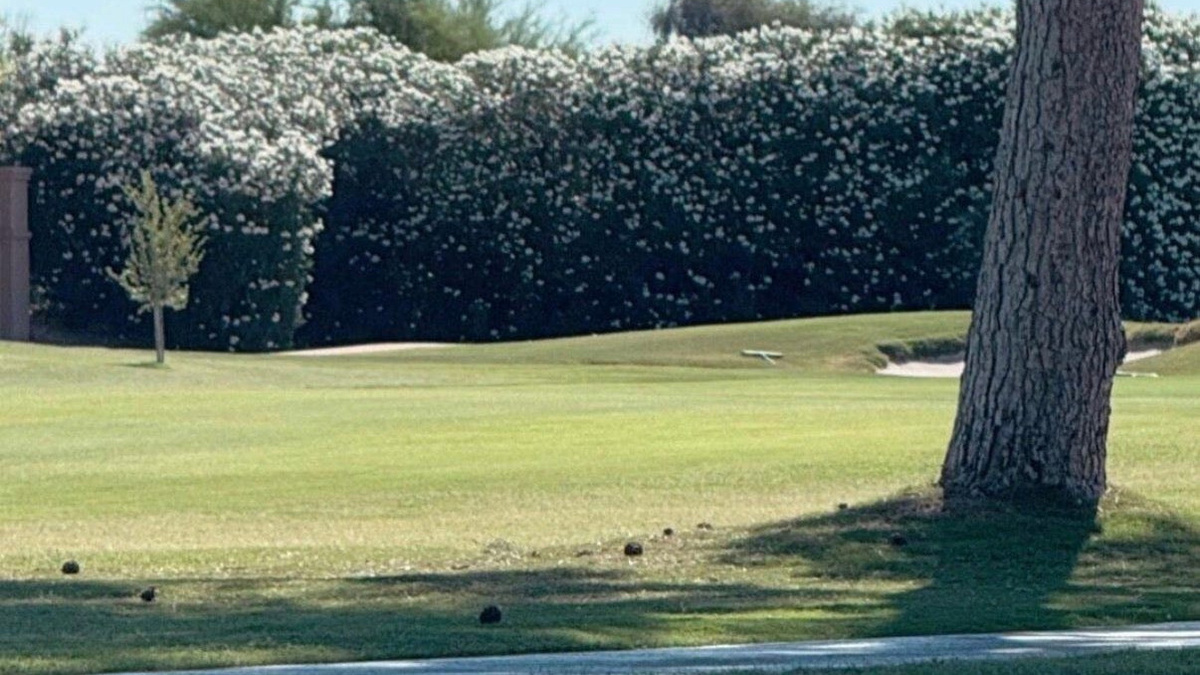 Chupacabras in Arizona? Strange creatures spotted in Phoenix suburbs