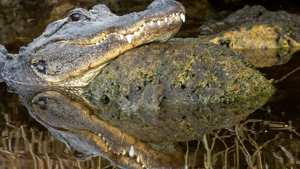 What led to 6 alligator attacks in Florida, including two fatalities ...