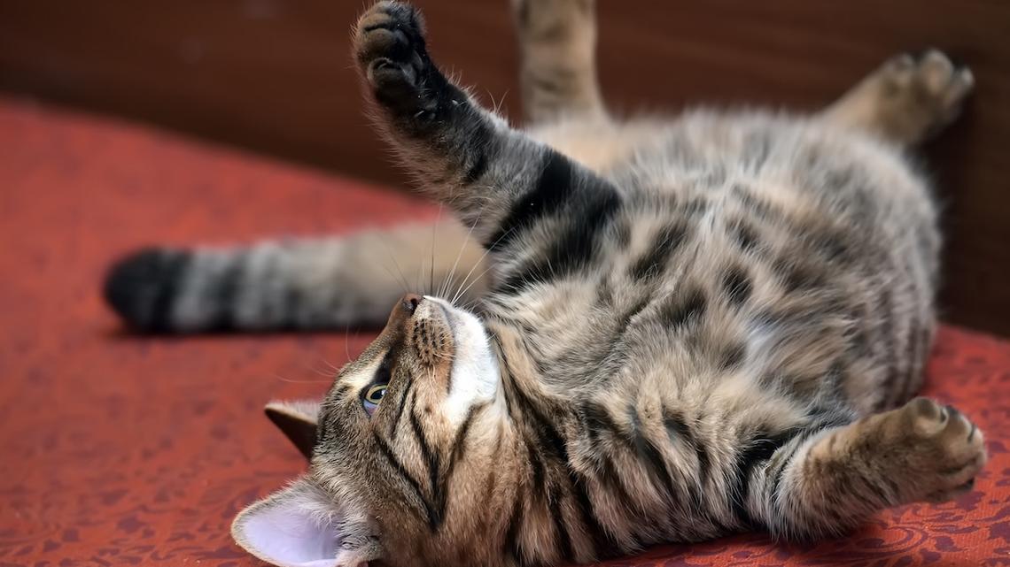 Shop Cat 'Barks' Her Disapproval After Being Moved From Desk Seat 