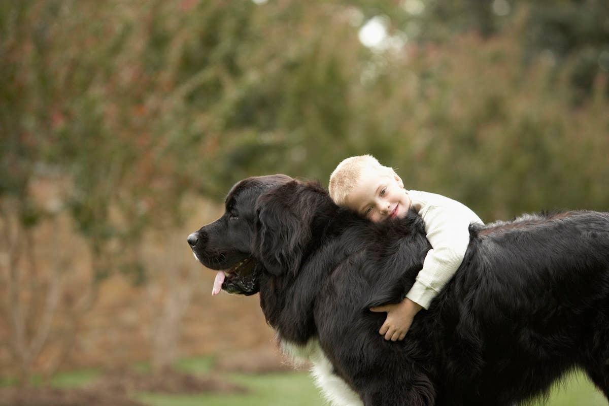  A gentle giant guard dog who is good with kids.
