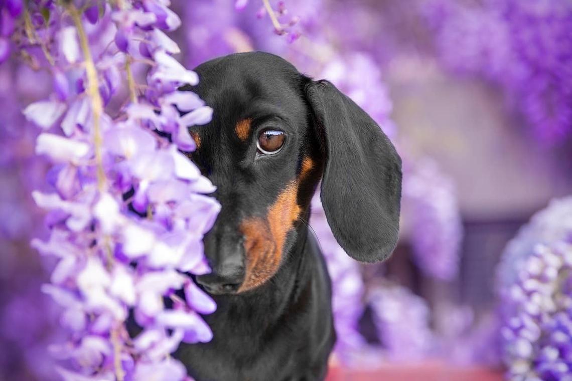  Portrait of a cute Dachshund hiding in the flowers. 