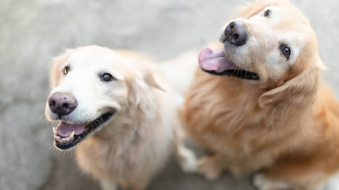 Golden Retriever Refuses to Take Another Step Without Seeing His Girlfriend