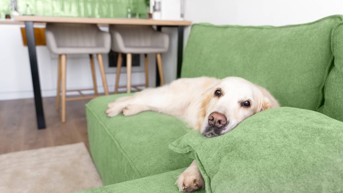 This Dog Isn't Athletic at All, and Every Golden Retriever Parent Can Probably Agree 