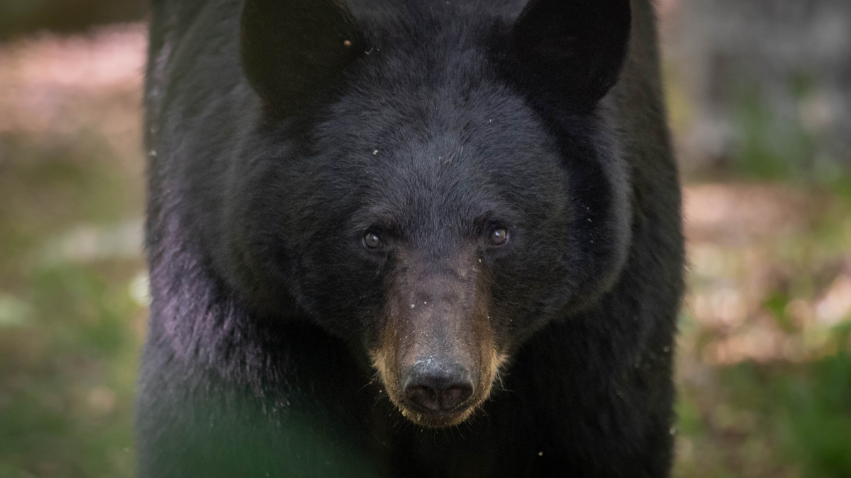 A black bear in Pennsylvania
. (Harry Collins/Dreamstime/TNS)