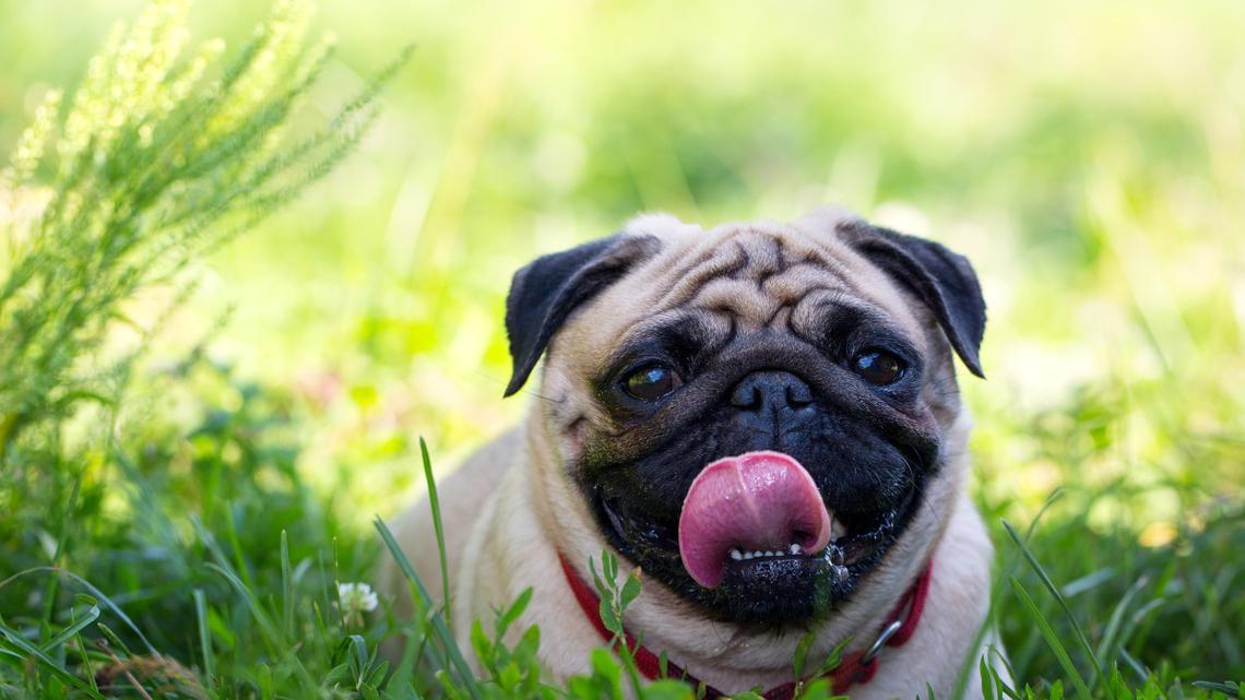 Brave Dad's Attempt to Save Pug Being Attacked By Raccoon Captured in Harrowing Video 