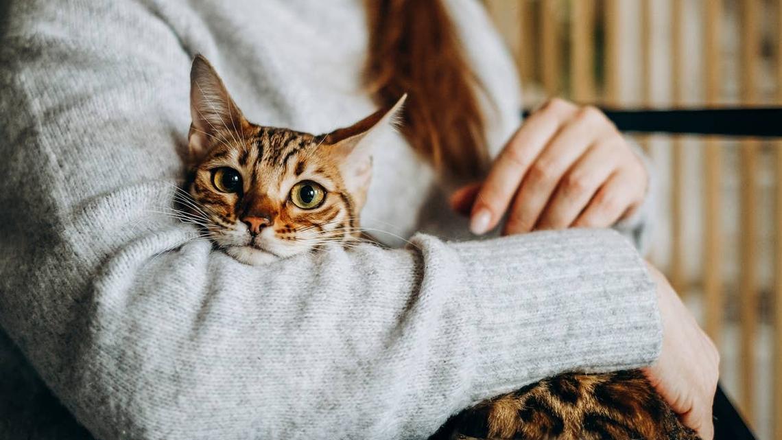 What to Know About Bengal Cats Before Bringing One Home 