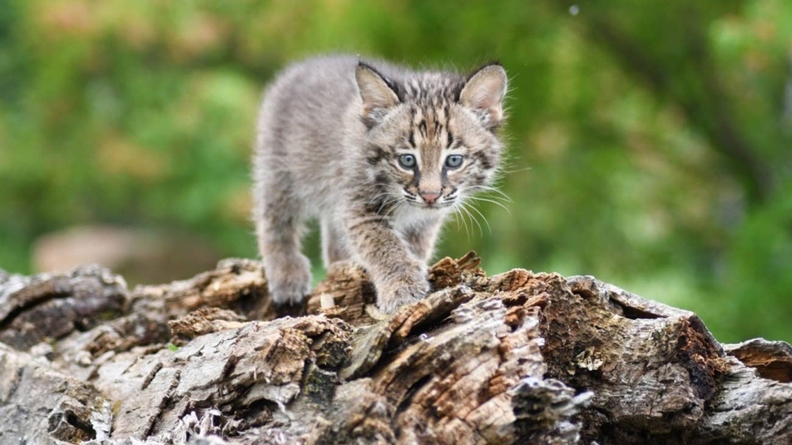 Woman Is Smitten After Finding 3 Baby Bobcats on the Roof Next Door