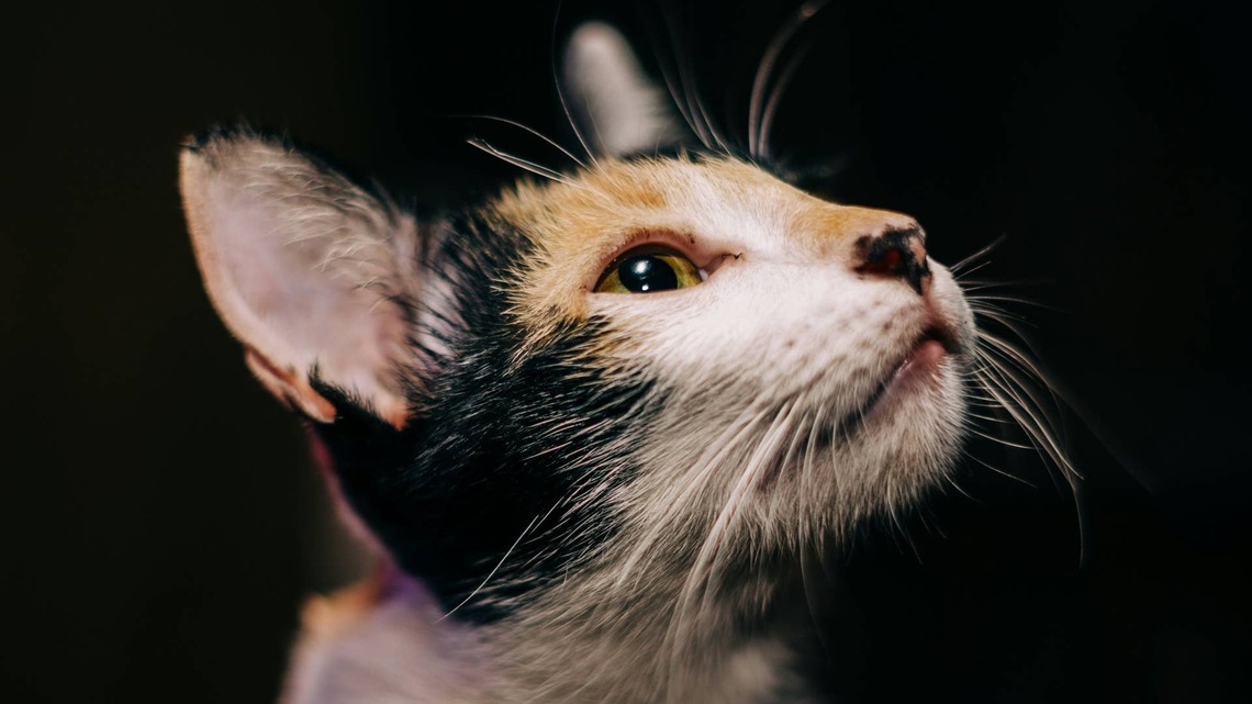 15-Year-Old Calico Cat Surrendered to Shelter After Family Loses Home, and It's Heartbreaking 