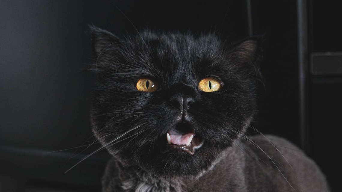 Persian Cat's 'Extra-Crispy' Scream Sounds Like a Movie Sound Effect 
