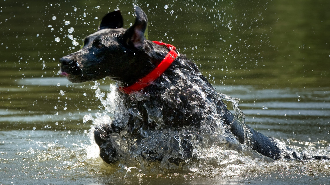 Find the dog breed that matches your personality 