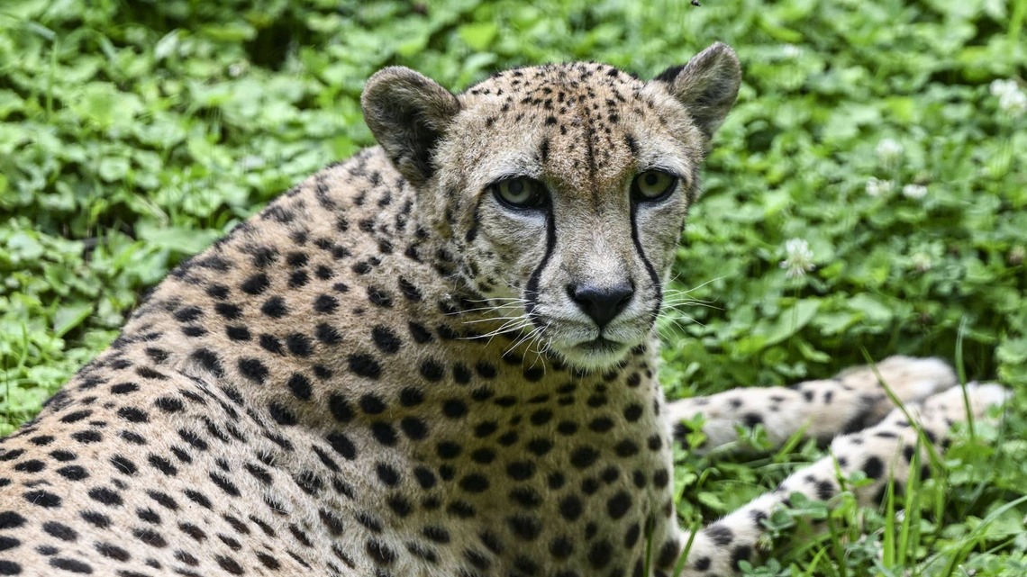5 Adorable Cheetah Cubs Were Just Welcomed at the National Zoo-Watch Them on Their Very Own Live Stream 