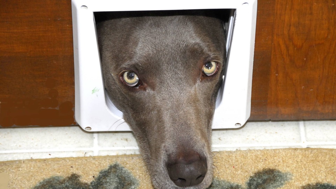 Weimaraner Tries To Fit Through Tiny Doggy Door, and Adorably Fails