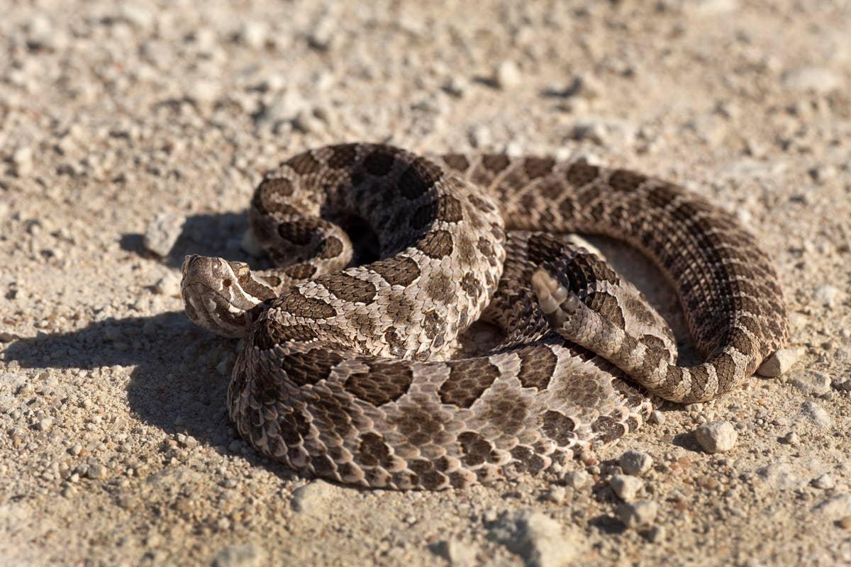  People have seen rattlenakes in northeastern Ohio.