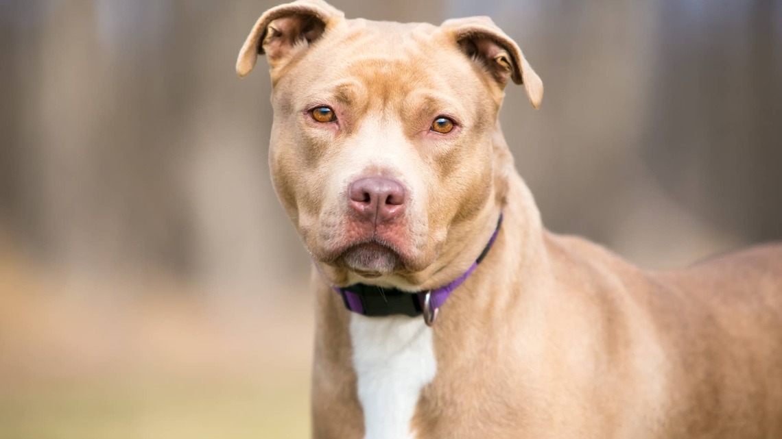 Gentle Shelter Dog Was Adopted and Returned Twice, but His Forever Family Just Drove 22 Hours to Rescue Him 