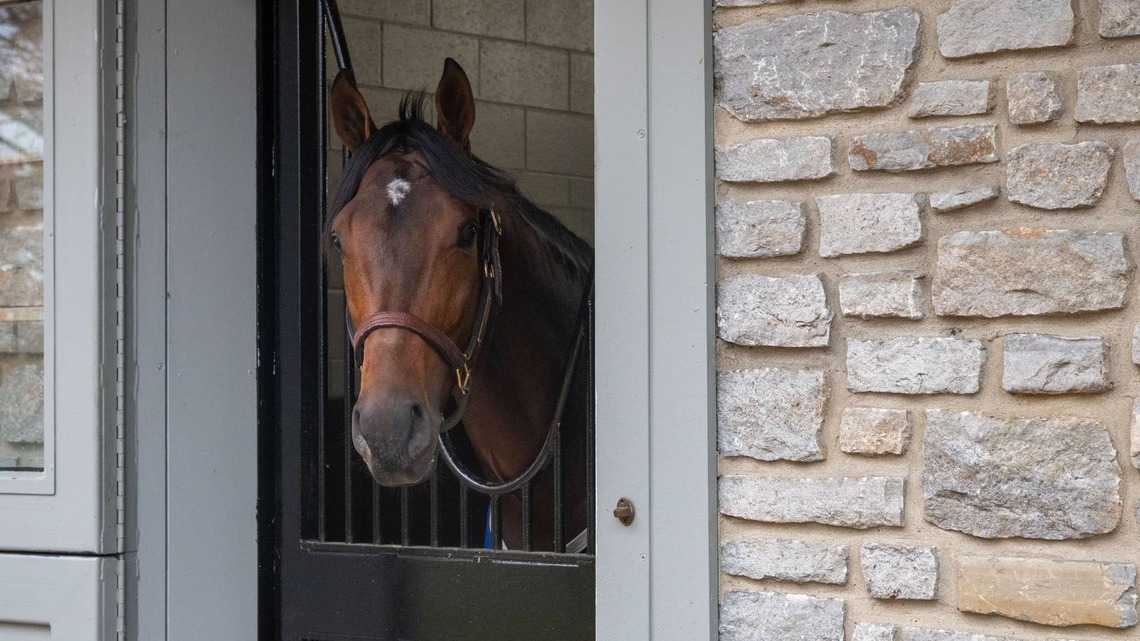 Rookies Of The Year: Ashford Stud Duo Lead Most Popular Newcomers Of 2026 