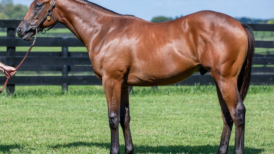 Auction Focus: Hip 1009, Stonestreet Bred & Raised Not This Time Colt From Taylor Made At Keeneland September 