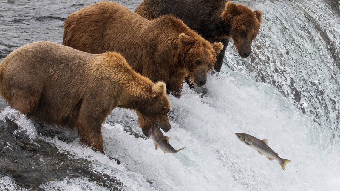 Here's What Bear ‘Happy Hour' Looks Like in Alaska's Katmai National Park 