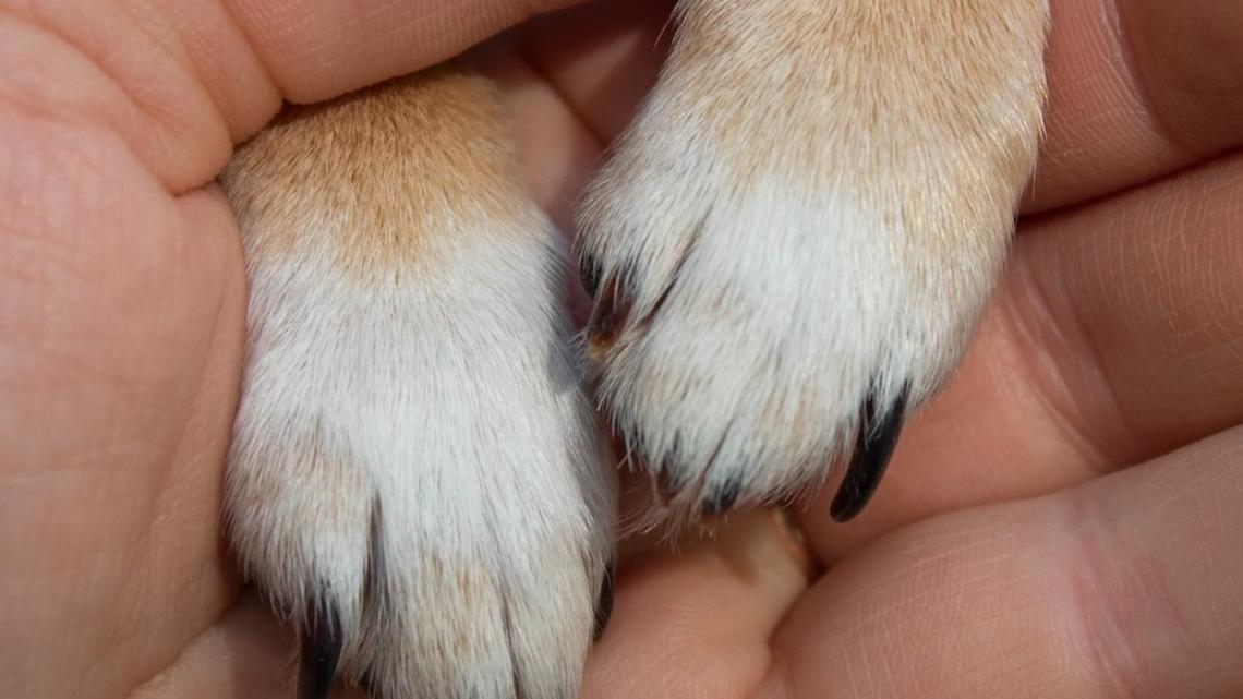 Dachshund With a Cleft Palate Has the Sweetest Little Snoot