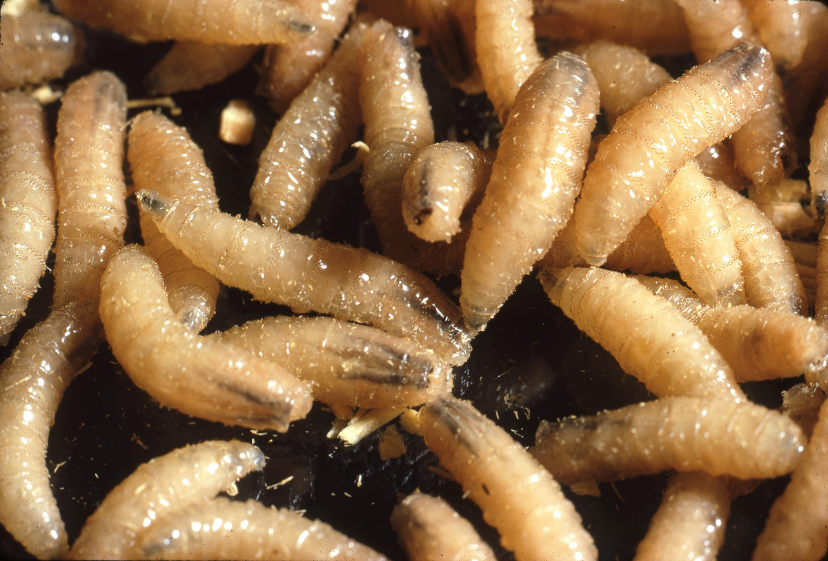 Southern Arizona sees first case of New World screwworm | Sacramento Bee