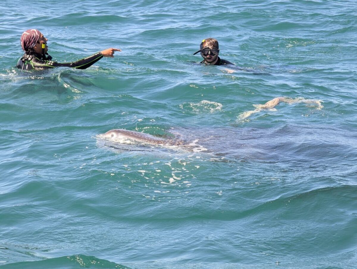  The rules require swimmers to stay 6 feet from a whale shark’s head and 10 feet from its powerful tail. Photo credit: Cindy Richards 