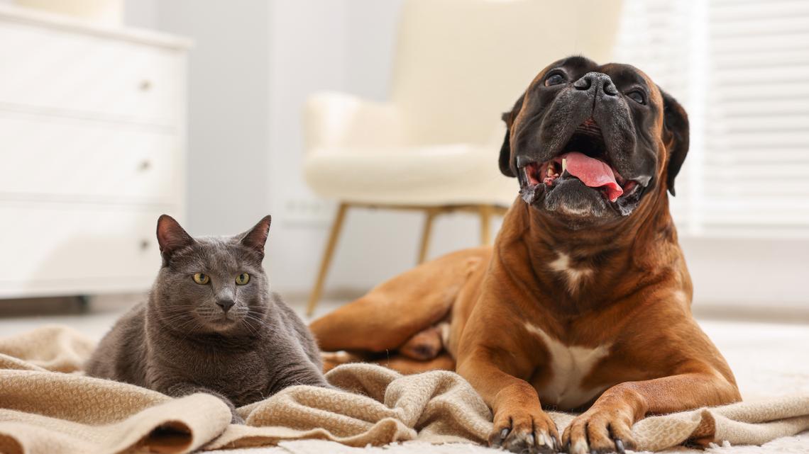 Calling All Pet Parents! Shop These Deals on Cat and Dog Essentials Ahead of Amazon's Big Spring Sale 