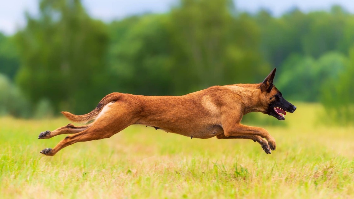 Jaw-Dropping Malinois Scales a 14-Foot Wall Like It's Nothing at All 