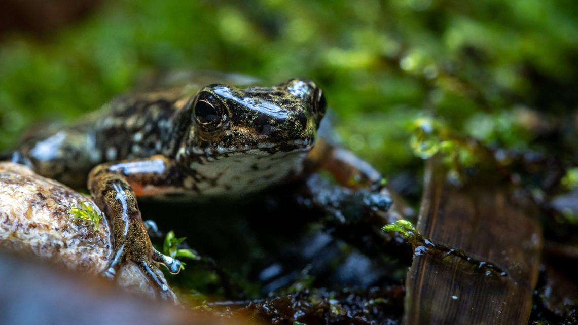 If Microplastics Can Reach the Amazon Rainforest, Then Nowhere Is Safe 