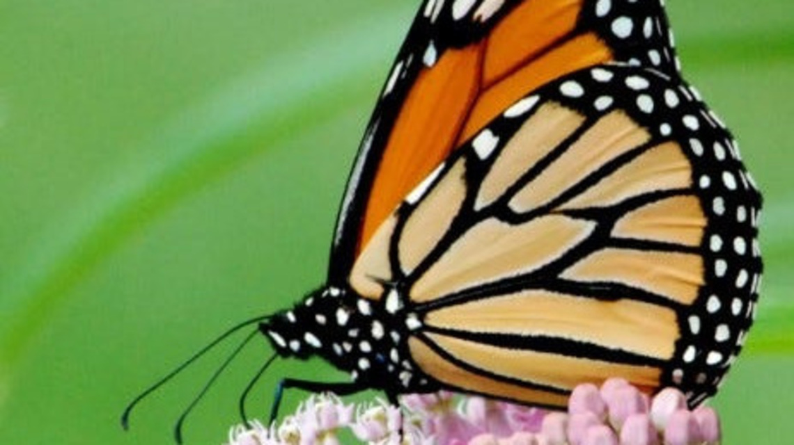 Monarch butterflies are flying south. How to track and see them