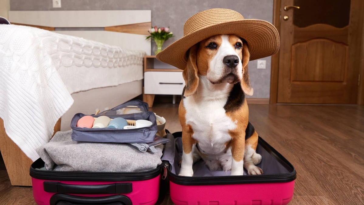 Beagle wearing a sun hat and sitting in a full suitcase. 