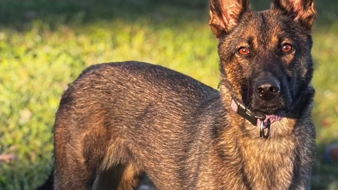 Negativity kills my dog's appetite. How sensitive are dogs, really? 