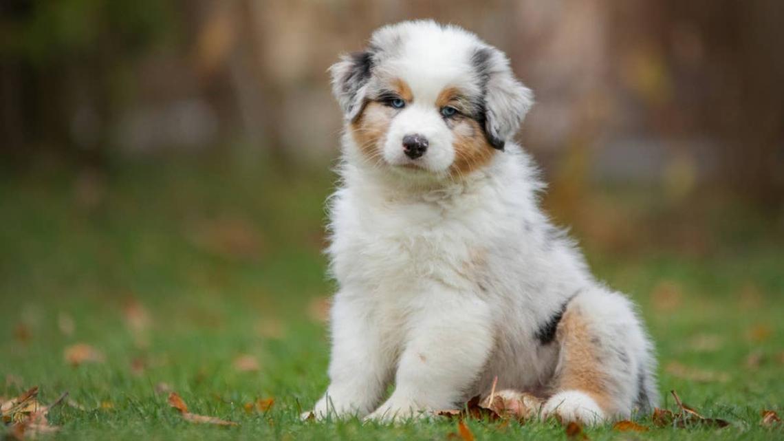 This Chunky Puppy Ate Too Much-So Mom Had To Roll Him Back to the Den 