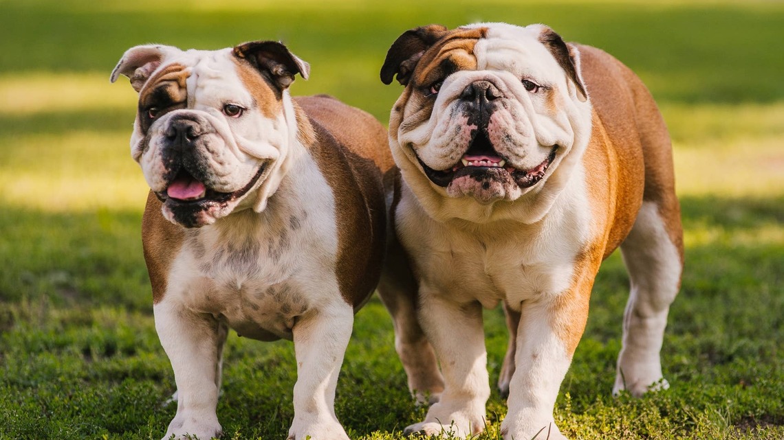 This Dog Mom Needs to Go to Work, and Her Bulldogs Couldn't Care Less