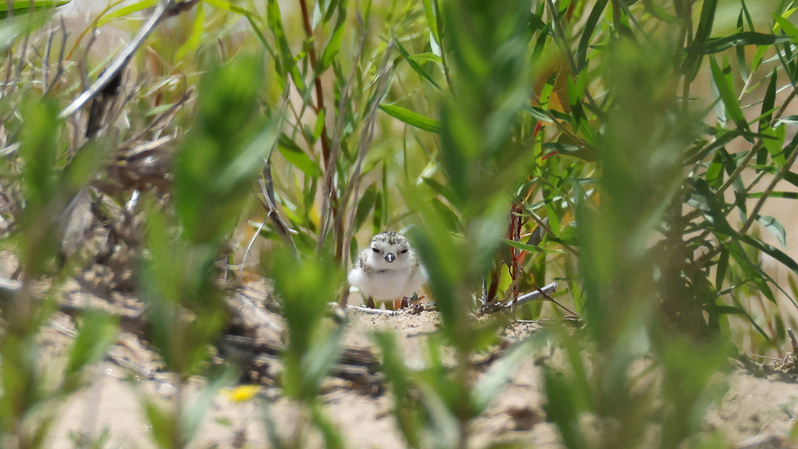 From piping plovers to dragonflies, federal changes could threaten endangered Midwest wildlife 