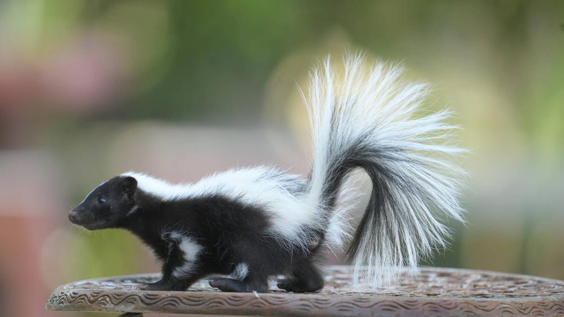 Creator Shares Their Night Routine With Two Pet Skunks-and the Internet Had a Surprising Response 