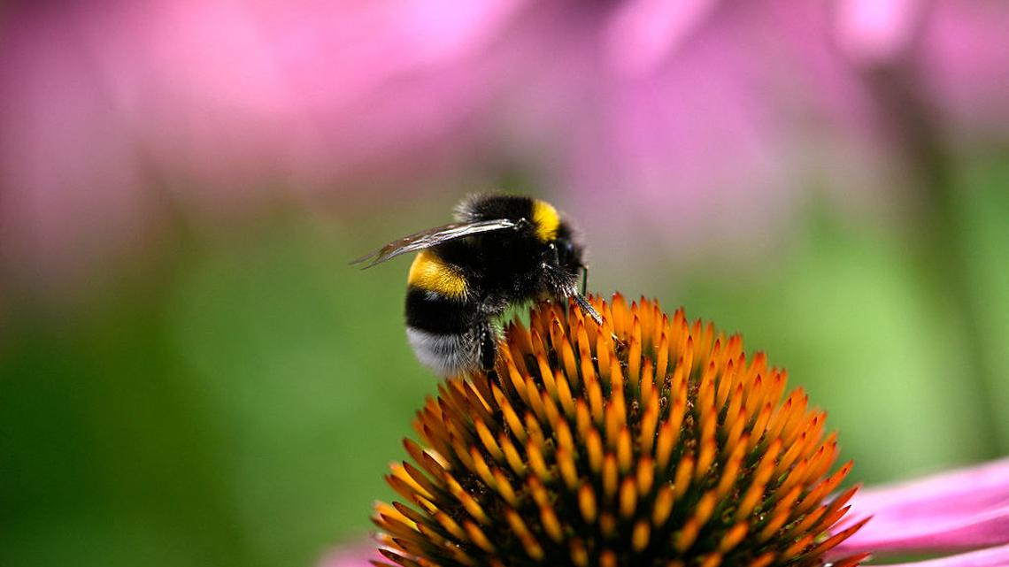 These Healing Frequencies Are Already in Your Home and Backyard, But You Probably Never Noticed