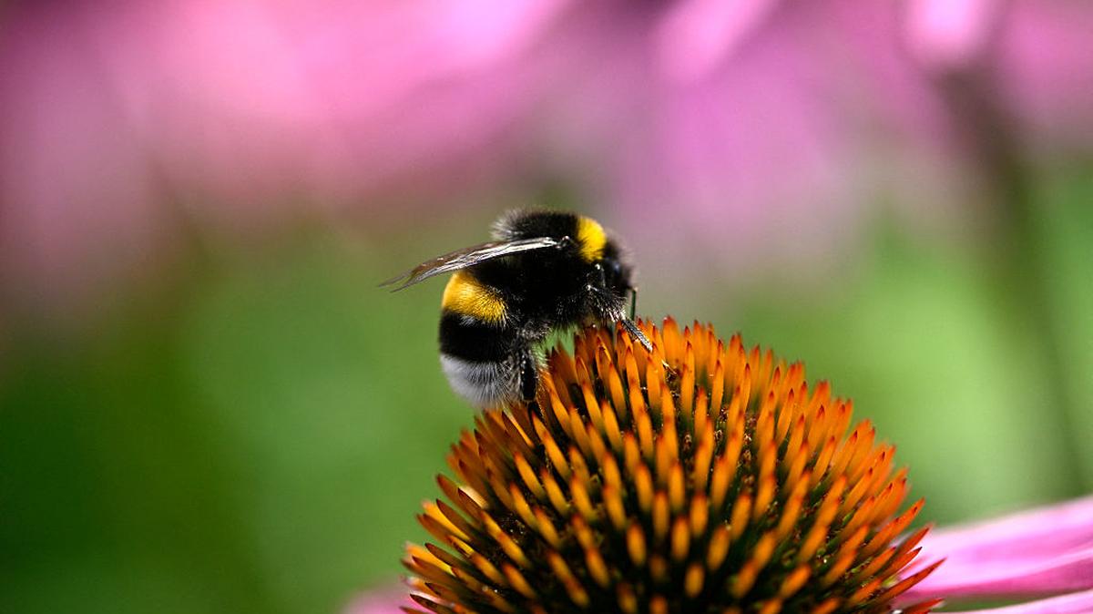 A bumblebee sits on an echinacea flower at the botanical garden of the University of Bochum, western Germany on July 15, 2025. (Photo by Ina FASSBENDER / AFP) (Photo by INA FASSBENDER/AFP via Getty Images)
