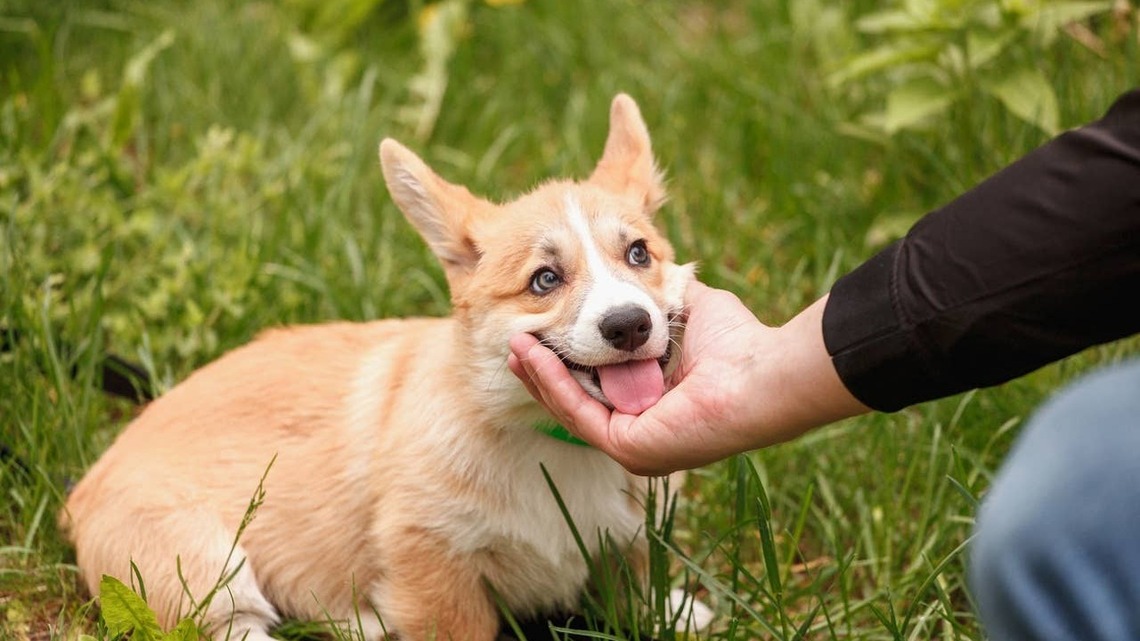 7 Ways Your Dog Shows Affection That Aren't Tail Wags, Say Trainers 